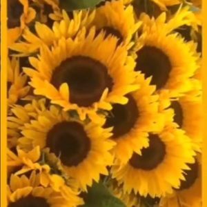 Meet your Posher, Chloe